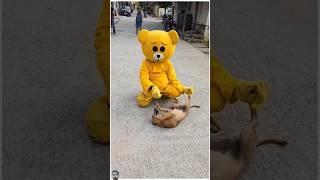 Teddy bear Funny Dog Gadgets  #teddy #dog #teddybear #crezyteddy #funny #mrteddy #teddycomedy #cute