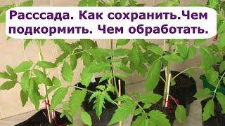 544. Рассада  Как сохранить  Чем подкормить  Чем обработать