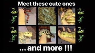 MEET all my PET REPTILES !!!