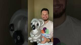 Koala  Balloons  #animals #Koala #qualatex #washingtonstate #teacher #safari #brazil #argentina