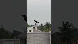 Indian jungle crow (Corvus culminatus)#house crow (Corvus splendens)mass entry#