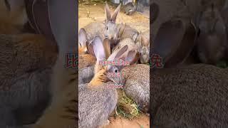 养兔子 Raising Rabbits #shorts #rabbits