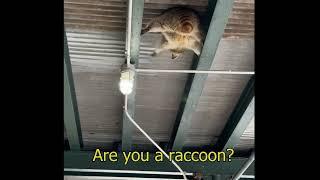 Are you a raccoon?