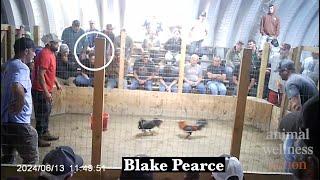 Cockfighting in Oklahoma - 2025 - Video from Animal Wellness Action and SHARK