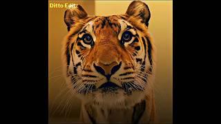A Mother saved the baby tiger from falling off height . Ft.Kamin Tiger Robbers #shorts #motherlove