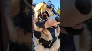 Moca the Raccoon dog! | FURSUIT FEATURE #furry #fursuit #fursuitmaking