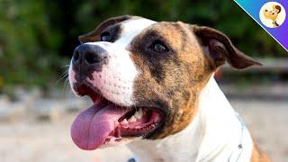 American Staffordshire Terrier ▶︎ Charakter, Haltung & Pflege 