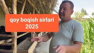 Qochqor boqish sirlari.2025