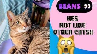 **"EXTREME BEAN MOMENTS! (Gone Wrong?) | Hilarious Bean Fails Compilation - Part 1 #cats4nelson