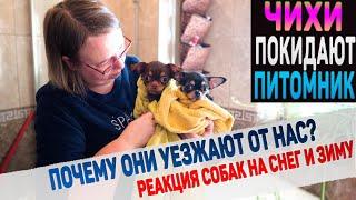 Две Чихуахуа уезжают от нас. В чем причина? Реакция людей и собак на снег и зиму в Крыму.