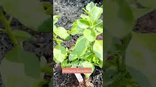 Ashwagandha | Healthier Steps
