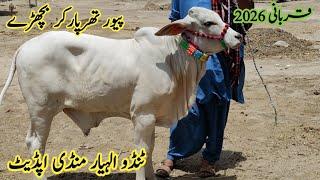 Tharparkar bull kid's rate update| Qurbani 2026 | Sindhi Cattle Market | June 12, 2025
