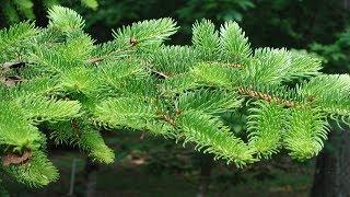 Создание ели для диорамы / Creating a spruce