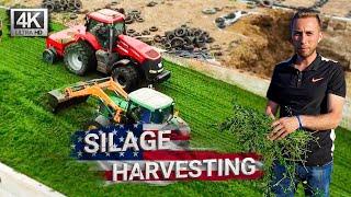 Harvesting alfalfa for haylage. The whole process, technique, logistics, and conservation