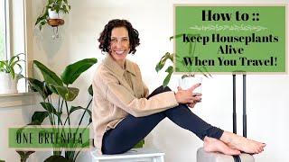 How to Keep your Houseplants Alive when you Travel! 12 Top Tips