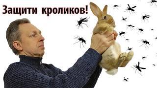 Защити кроликов!