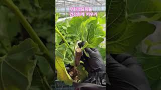 무화과묘목 새순정리해주세요 #무화과 #새싹 #봄 #나무 #초보농부 #화분