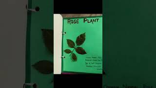 HERBARIUM SHEETS |SCHOOL PROJECT|#herbarium #schoolproject #plants #ideas #homework #creative