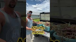 Curing Onions #onions #gardening