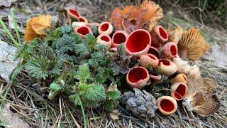 The first SPRING MUSHROOMS 2025. Sarcoscypha mushroom. Mushroom picking in March.