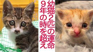 救えなかった幼猫、その9年後の手の中の命　The unforgettable kitten.