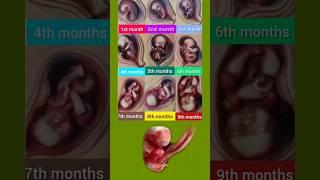 Month wise baby growth #pregnancy #baby #development #shorts