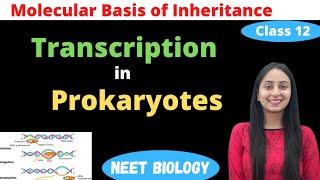 Transcription in Prokaryotes | Class 12 Genetics | NEET Biology