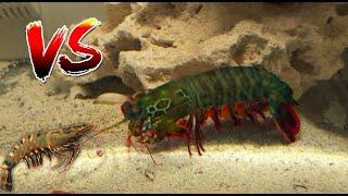 Giant Mantis Shrimp VS 10 Shrimp!