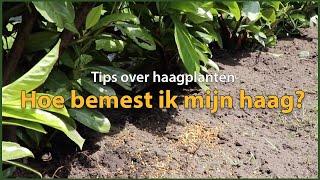 Hoe bemest ik mijn haag? | Tips over haagplanten