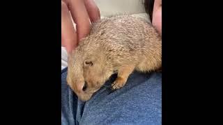Poppy the Prairie Dog Head - Butting Human / Prairie Dog Massage