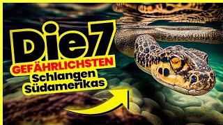 Die 7 TÖDLICHSTEN Schlangen Südamerikas