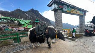 Chandu Lake, Sikkim: A Personal Journey of Discovery | A Vlog Just for You