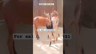 best barbari goat farm #trending #goatfarming #animals #shorts #viralshort