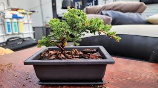 Potting and Wiring a Starter Bonsai