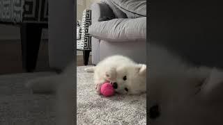 Fluffy Cloud Reacts To Her First Ball #shorts #fyp #puppy