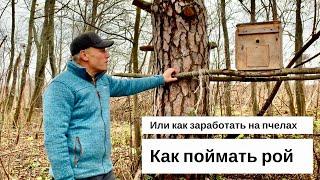 КАК ПОЙМАТЬ РОЙ. ИЛИ КАК ЗАРАБОТАТЬ/РАЗБОГАТЕТЬ НА ПЧЁЛАХ