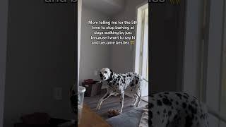 He Just Wants To Be Friends! #dogs #funnydogs