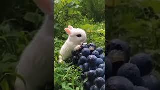 #Кролики Кушают Вкусняшкималенький #кролик #крольчата #Funny Cute #rabbit #babyrabbit #зайка