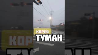 Корея. ТУМАН #shorts #short #shortsvideo #shortvideo #туман #туманы #корея #работавкорее #южнаякорея