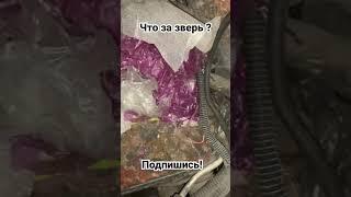 Открыл капот а там вместо акб ??? Зверь который живет под капотом. Гараж57. Автомоляр.