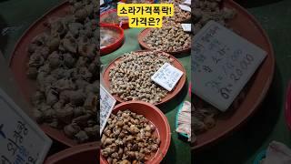 소라가격 폭락! 풍년이네요! 가격은? #소라 #참소라 #해산물 #수산물 #어시장
