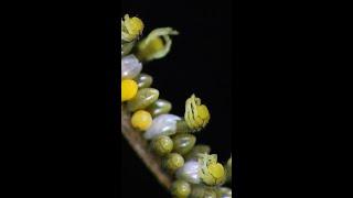 Ladybug Eggs Hatching #shorts