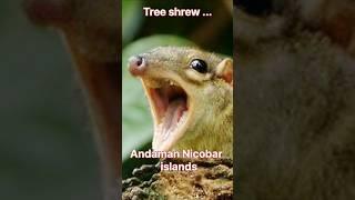 नटखट वृक्षवासी छूछूंदर !!! Tree shrew Andman Nicobar #shorts #wildlifeindia #animals