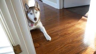 Laika the Husky says "NOOO" when told to sit!