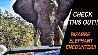 He was HUGE!! | Elephant came up to the hired Jeep!| Addo Elephant Park | South Africa