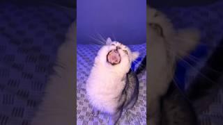 Barking Cat Gets Mad..