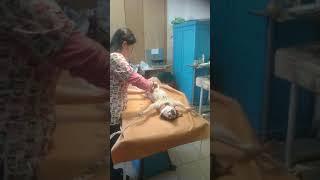 Стерилизация собаки/операция под наркозом. #shorts /neutering a dog