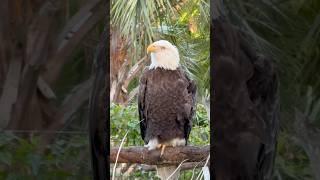 Bald Eagles: The Majestic Bird That Almost Went Extinct