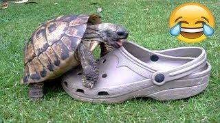 FUNNIEST TURTLES - Cute And Funny Turtle / Tortoise Videos Compilation [BEST OF ]