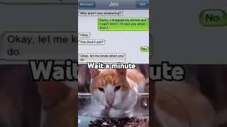 They have one brain cell #cat #memes #funny #shorts